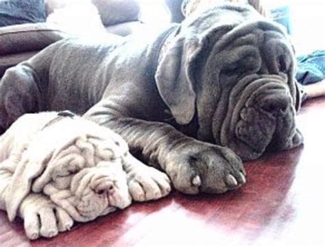 130 Best Neapolitan Mastiff Dog Names The Paws Neapolitan Mastiffs