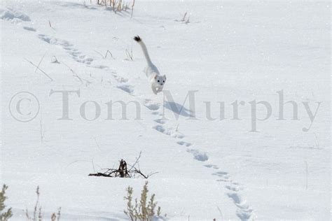 Ermine Running Tracks – Tom Murphy Photography