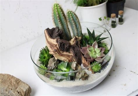 How To Make A Desert Terrarium Step By Step Terrarium Tribe