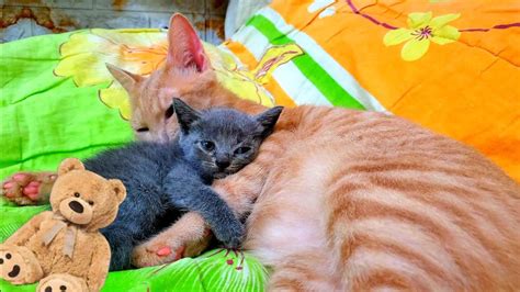 Cute Kitten 5 Month Old Kitten And 2 Month Old Kitten Sleeping Together 🥰 Catlovers