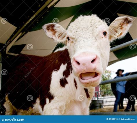 Laughing Cow Stock Image - Image: 2202891