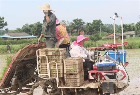 湖北枝江：田保姆托管种植插秧忙 人民图片网