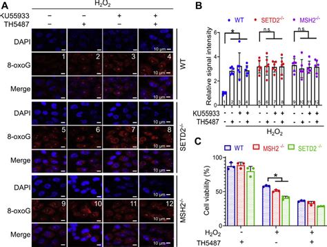 MutSα and SETD2 process 8 oxoG adducts independently of OGG1 A