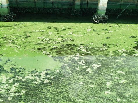 Understanding Blue Green Algae Stuart Magazine