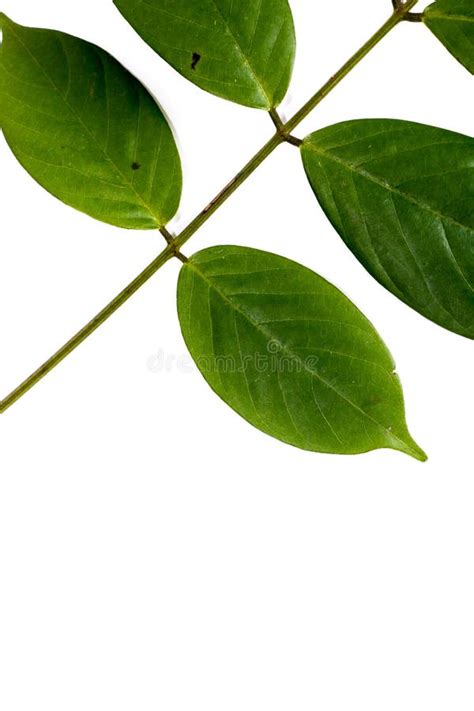 Leaf Tuba Root Derris Thai White Background In Studio Stock Photo