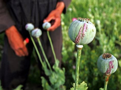 Farmers In Afghanistan Continue To Grow Opium Poppy Amid Taliban S