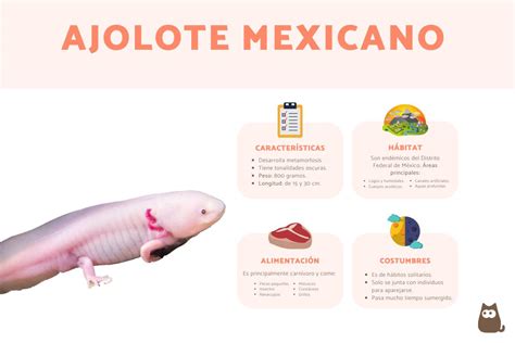 Ajolote Mexicano Ambystoma Mexicanum Descripci N Caracter Sticas Y