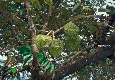 Durian Land Farm At Simpang Pertang Simpang Pertang Jelutong Nilai