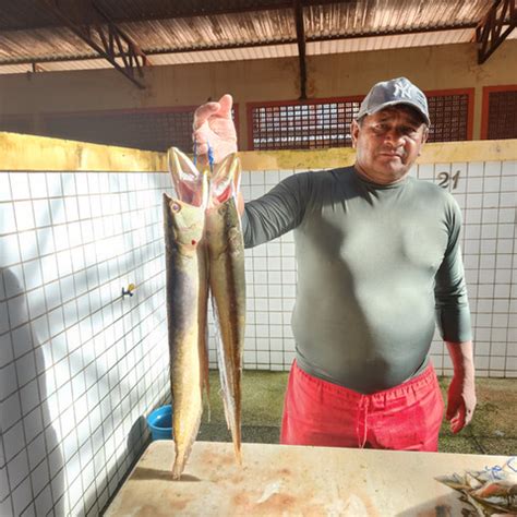 In Cio Guia De Peixes Comericalizados Em Monte Alegre