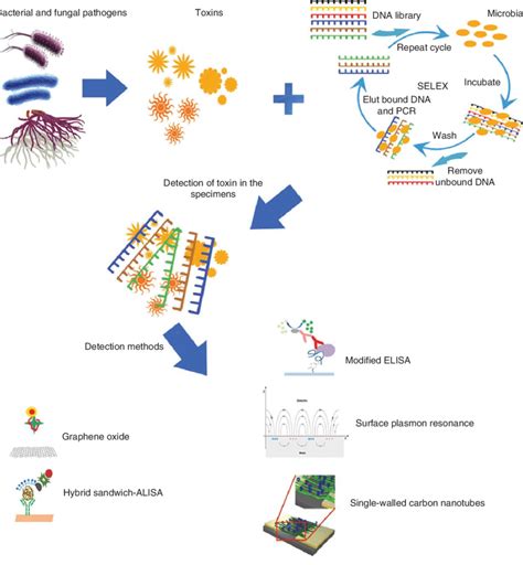 Summary Of The Most Applied Aptamer Based Methods For Detection Of