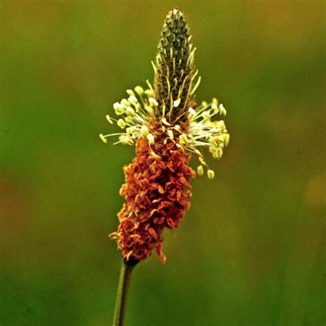 Buckhorn plantain | Turfgrass and Landscape Weed ID