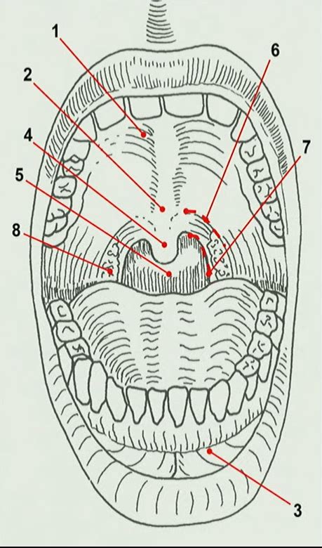 Schéma 1 système digestif cours 3 Diagram Quizlet