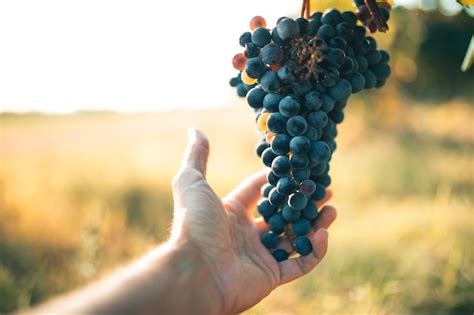 A M O Do Fazendeiro Toca O Cacho De Uvas Vermelhas Fundo De Vinhedo