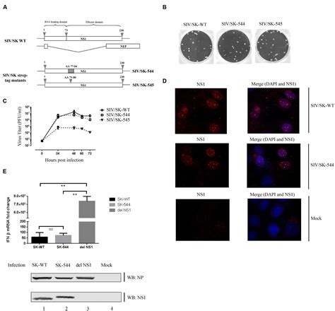 Frontiers Networks Of Host Factors That Interact With Ns Protein Of