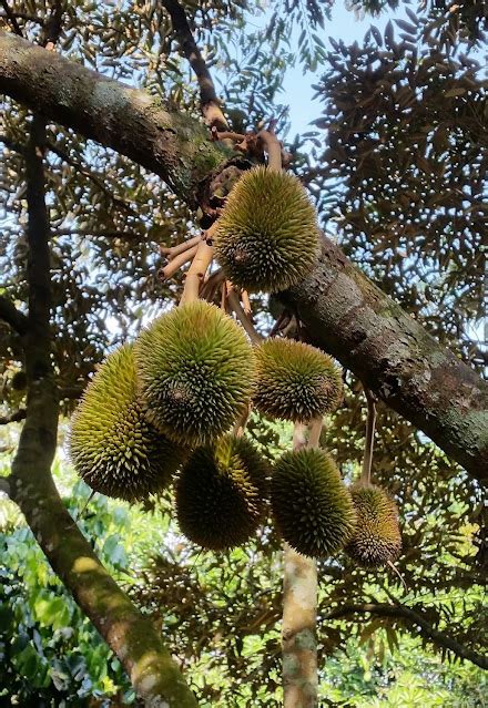 Keunggulan Bibit Durian Masmuar Dan Cara Menanamnya Berkebun