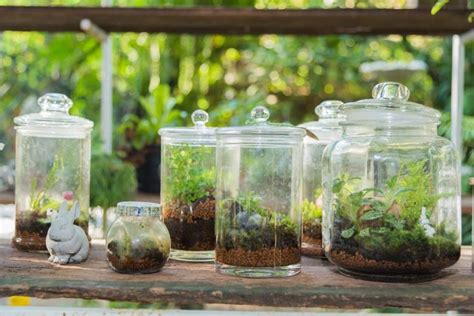 Haz Tu Propio Terrario Casero En 5 Pasos Makía