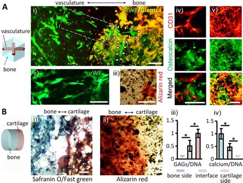 3d Patterned Stem Cell Differentiation Using Thermo Responsive Methylcellulose Hydrogel Molds