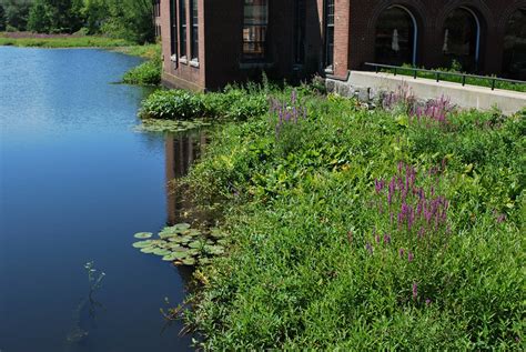 Z Ipswich River Foliage From Ebsco Side Flowers Plants Orbited By