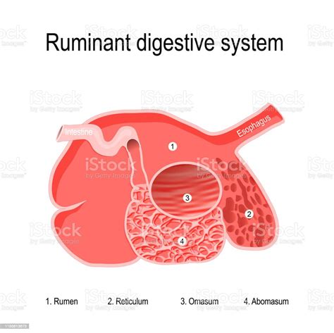 14+ Ruminant Digestive System Diagram - ShahenshaYoana