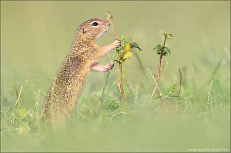 Sysel (Forum für Naturfotografen)