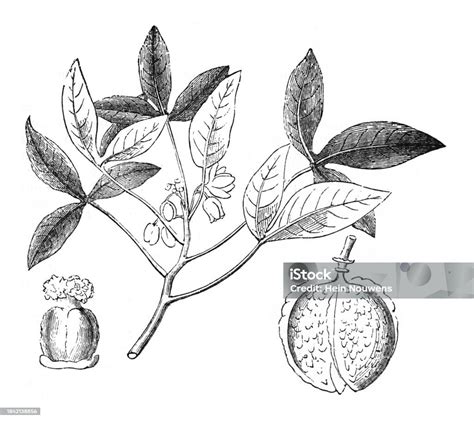 Cassava Vintage Engraved Illustration Isolated On White Background Stock Illustration Download