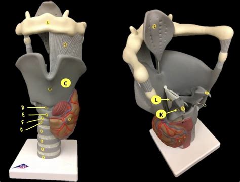 Larynx Model Diagram Quizlet