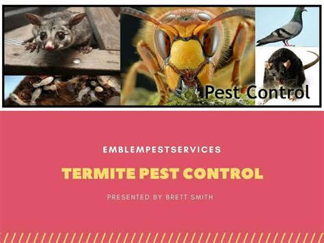 Ppt Termite Control Penrith Effective Measures For Termite Control