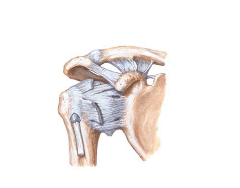 Ligaments Of The Shoulder Diagram Quizlet