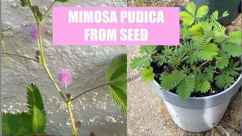 Grow Sensitive Plant Mimosa Pudica From Seed Youtube