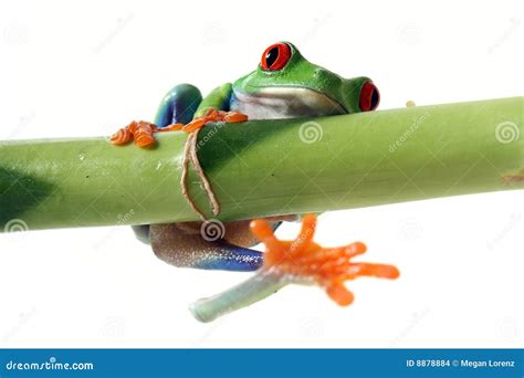 Hold On Tight Stock Images Image