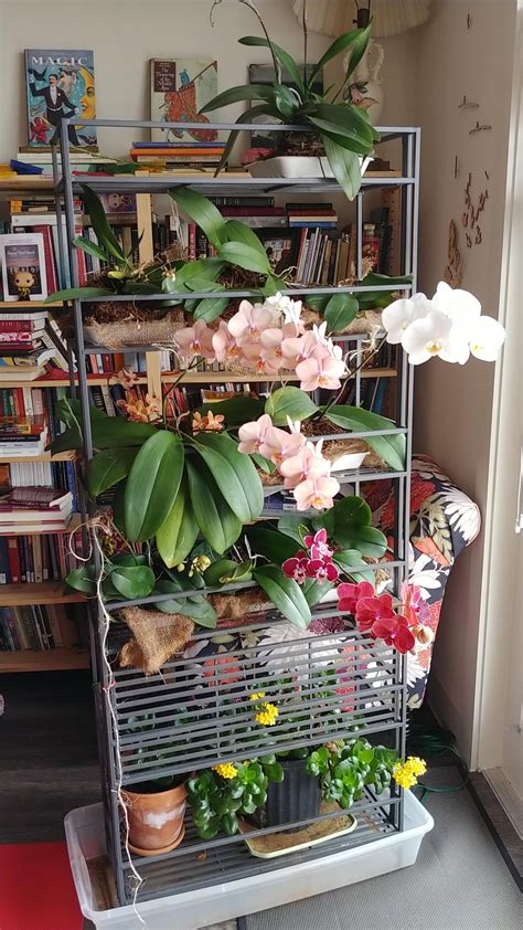 My Indoor Orchid Garden : r/orchids