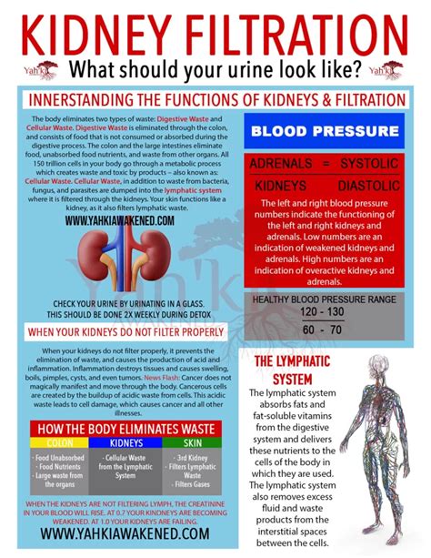 Kidney Filtration Chart Yahki Awakened