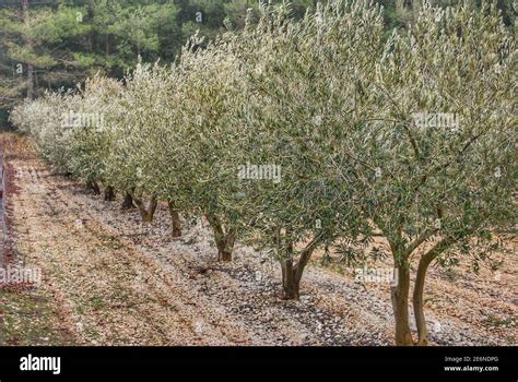 Olive Tree Cultivation Hi Res Stock Photography And Images Alamy