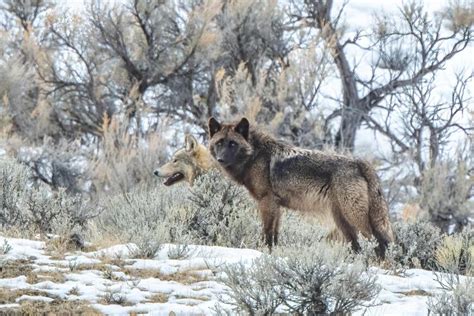 How wolves in Colorado will affect prey and plants | Colorado Arts and ...