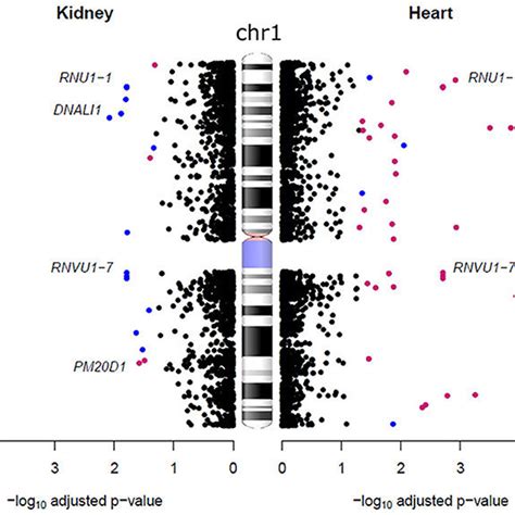 X Linked Sex Biased Gene Expression The Total Number Of Genes Located