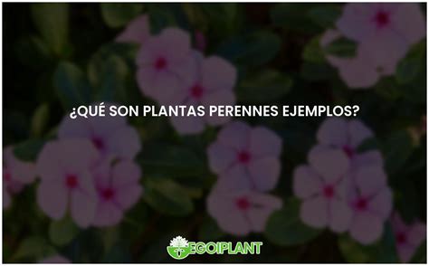 Ejemplos De Plantas Perennes Conoce La Variedad De Especies Egoiplant