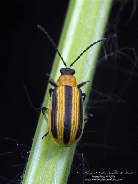 Striped Cucumber Beetle