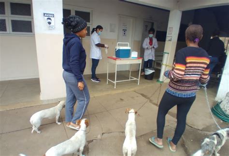 Vacinação De Cães E Gatos Contra A Raiva Continua Neste Sábado Em João