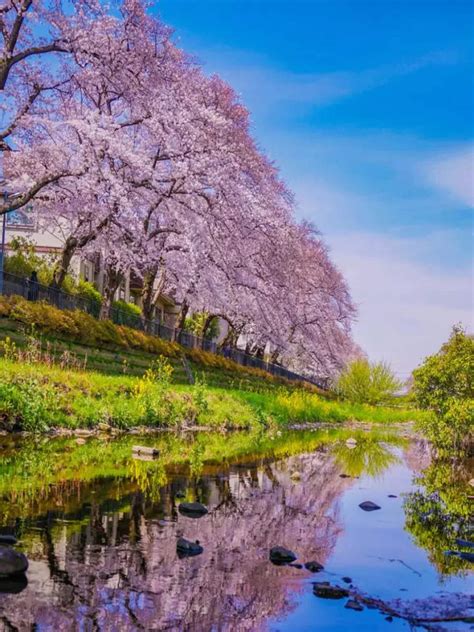 Incredible Pics Of Cherry Blossoms That Will Sweep You Off Your Feet