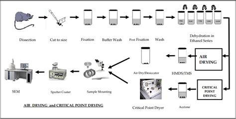 Sample Preparation Sem Sample Preparation Techniques