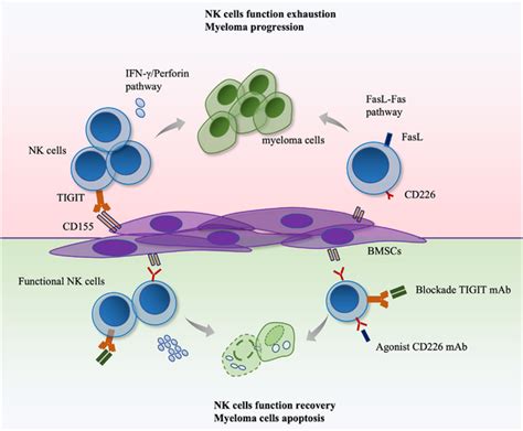 Tcell Immunoreceptor With Immunoglobulin And ITIM Domain TIGIT