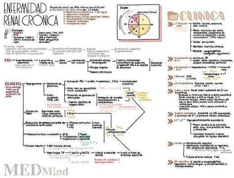 Enfermedad Renal Crónica Yudoc Org Udocz