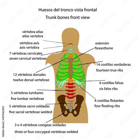 Cuales Son Los Huesos Del Tronco Hot Sex Picture