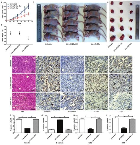 Tumorigenicity Assay In Nude Mice A Tumor Growth Curve In Nude Mice