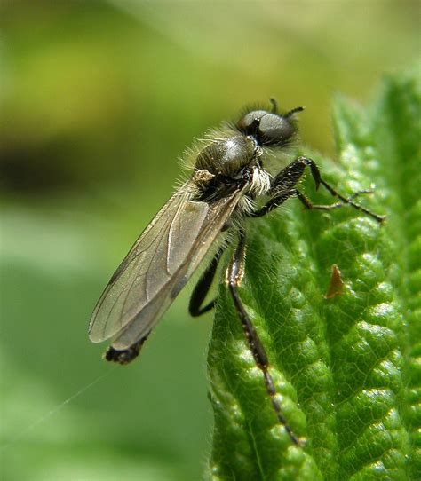 Bibio Reticulatus Male Ryton Wood Warwickshire F Flickr