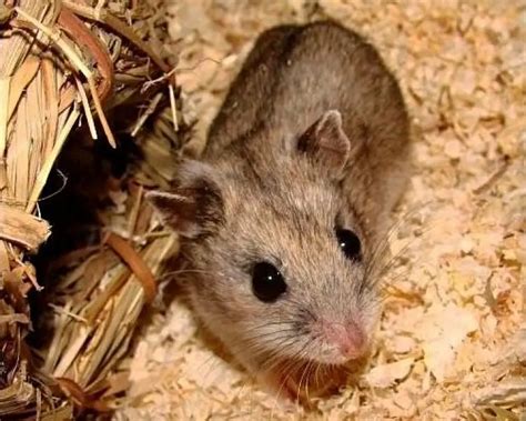 Chinese Hamster Facts Diet Habitat And Pictures On Animaliabio