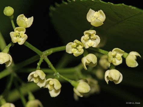 Sambucus Australasica