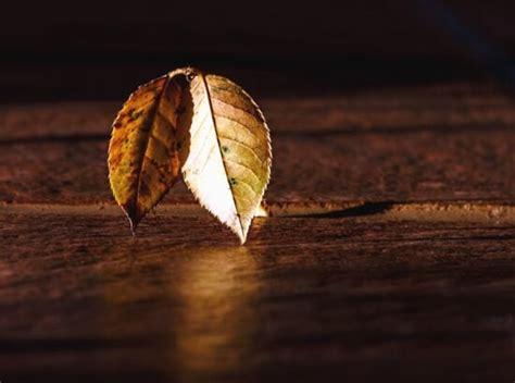 Free picture: plant, flower, leaf, book, table, texture, wood