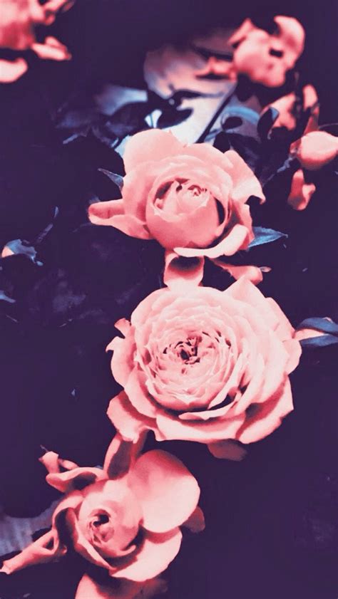 🔥 [40+] Vintage Pink Rose Wallpapers | WallpaperSafari