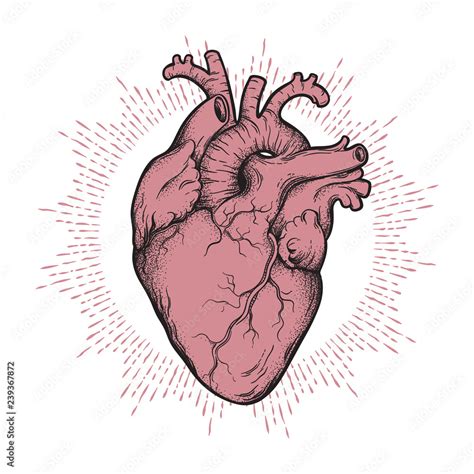 Anatomically Correct Heart Art